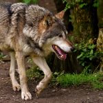 Cztery wilki aktywne w Limburgii